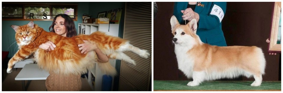 collage_photocat